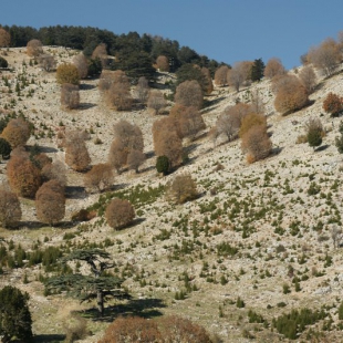 Autumnal hills